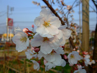 DSCF0219.JPG