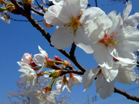 DSCF0221.JPG