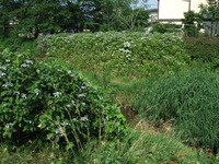 09ajisai3.jpg