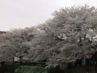 DSCF0389.JPG